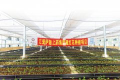 而是上海市集全区之力配合发力、久久为功、不